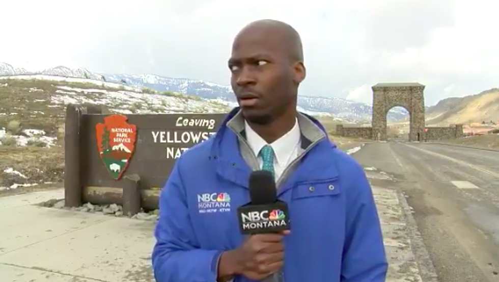 What Happens When A Herd Of Bison Start Walking Toward A News Reporter?