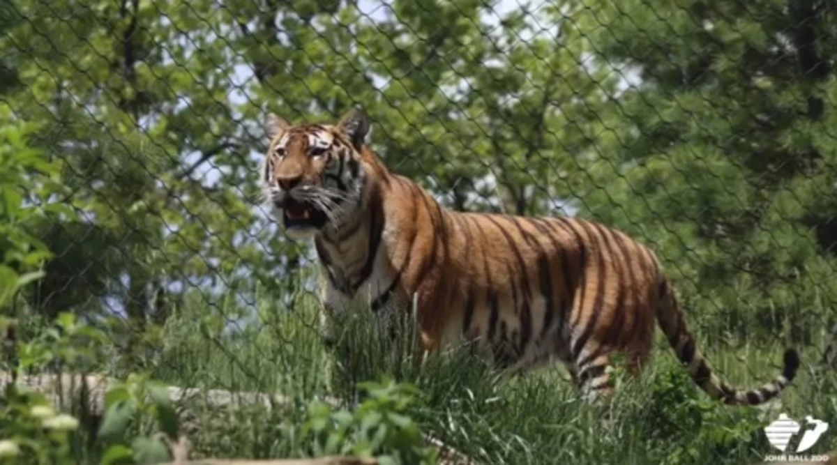 John Ball Zoo New Amur Tiger, Mabelle [VIDEO]