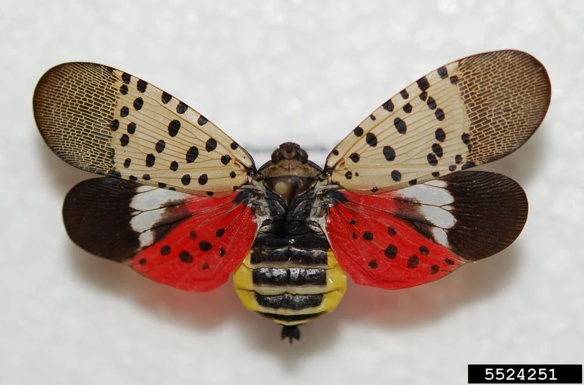 invasive lanternfly insect