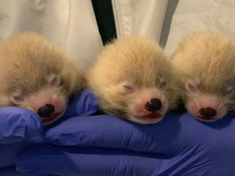 John Ball Zoo Shares First Photos of Baby Red Panda Triplets