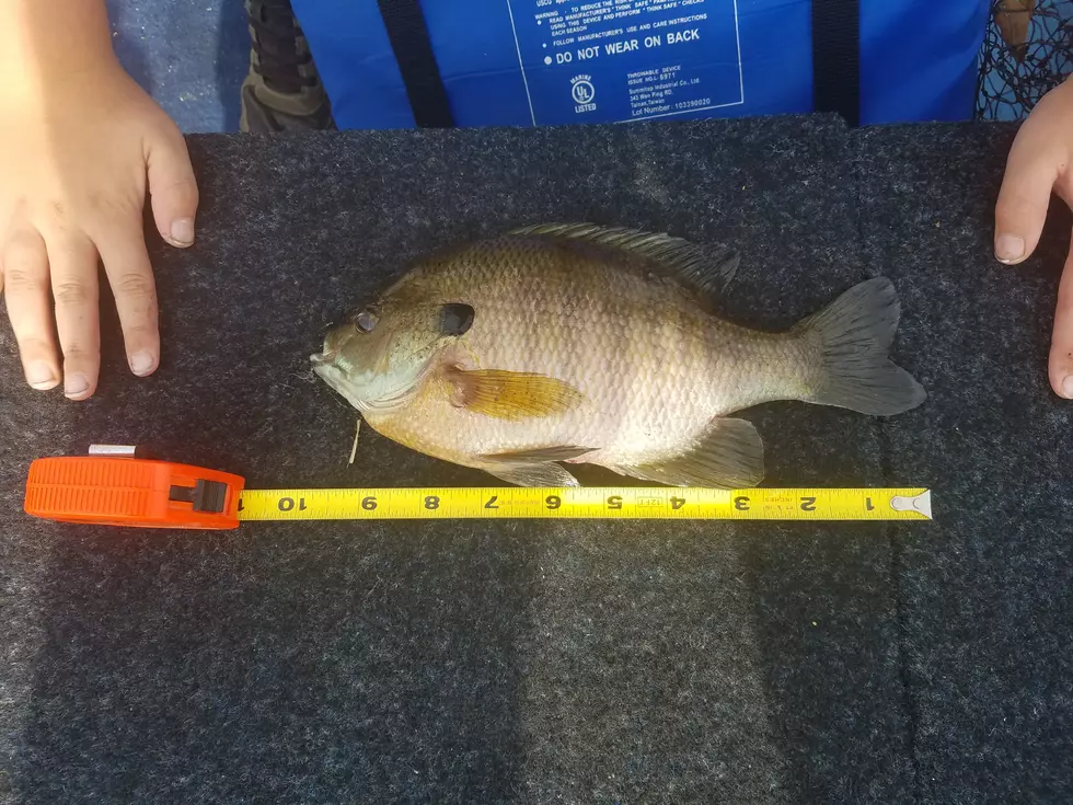 Ten Inch Bluegill Do Exist!