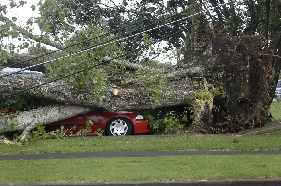 This Guy’s Reaction to a Tree Falling On a House is Absolutely Priceless