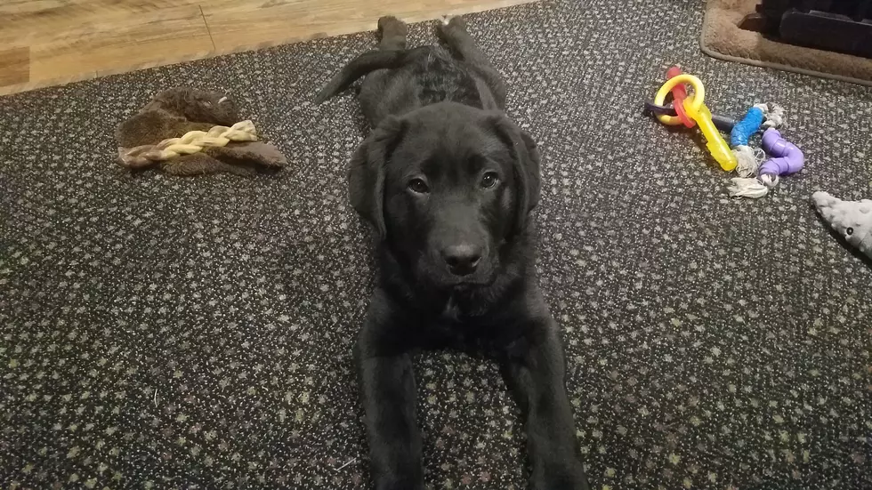 The New Puppy&#8217;s First Visit to Grandma&#8217;s House