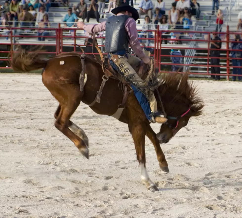 This Horse Literally Tosses Its Rider Into A Water Trough For Food