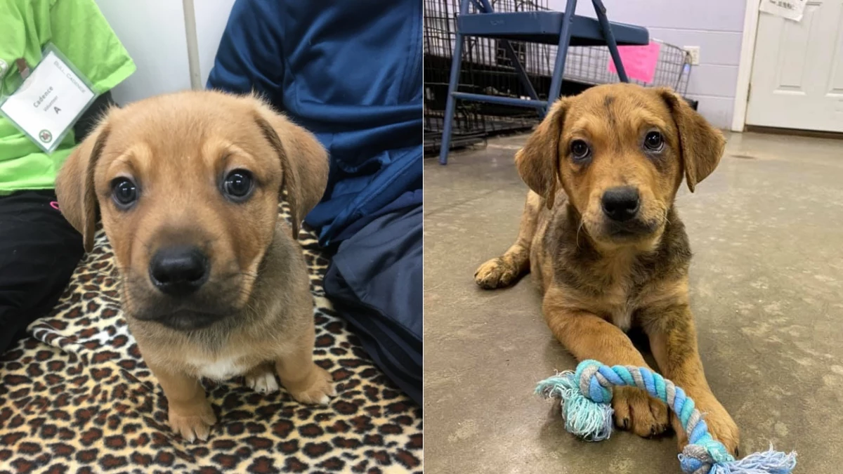 Michigan Rescue’s ‘Schitt’s Creek’ Puppies Grab the Attention of Dan Levy