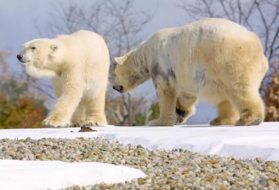 Polar Bears Breeding At Detroit Zoo Becomes Deadly