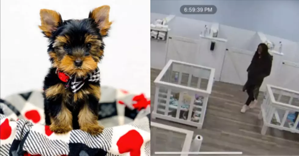 Kentwood Barking Boutique Seeks Woman Who Allegedly Stole Puppy