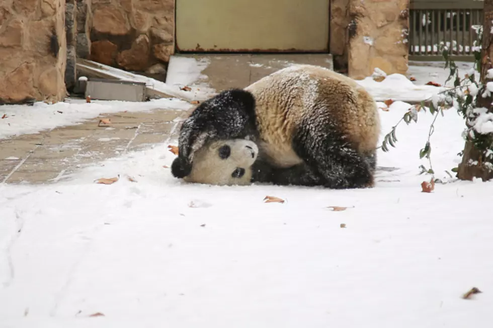 What Happens To Animals At John Ball Zoo In Winter