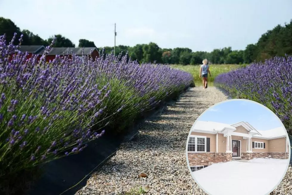 Michigan Lavender Farm, Tourist Attraction Up For Sale [PHOTOS]