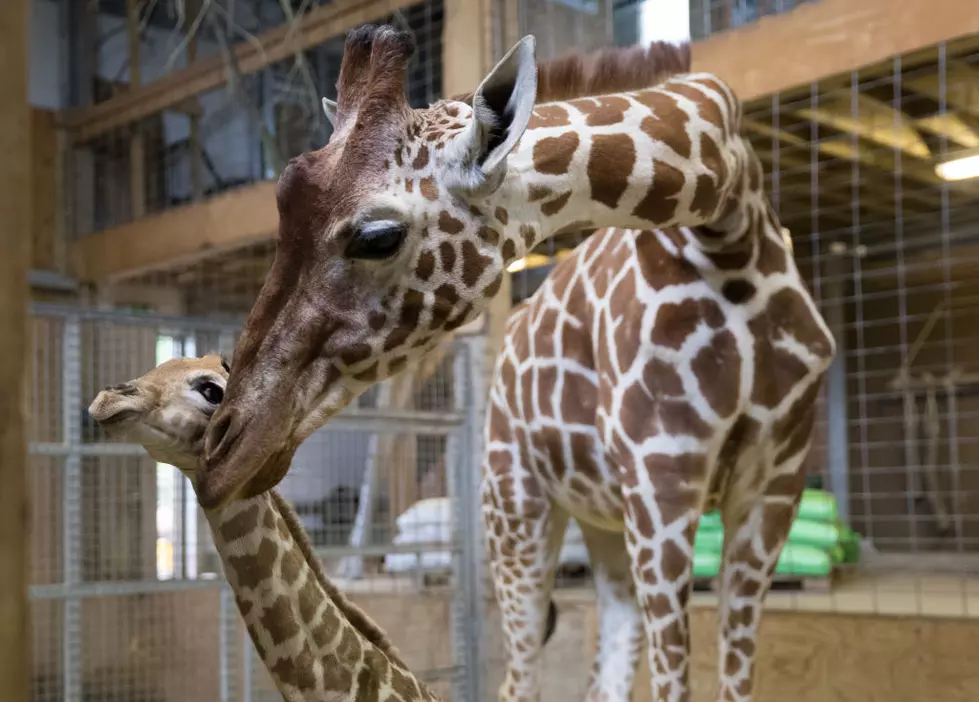 Boulder Ridge Wild Animal Park Opening Early This Year