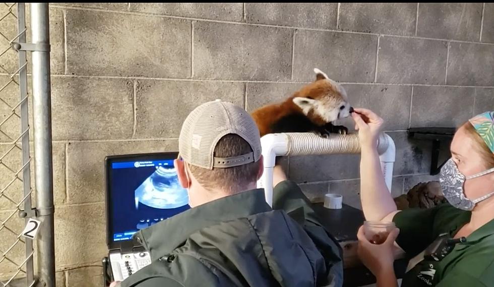 Double the Cuteness: Two Baby Red Pandas Expected at Potter Park Zoo