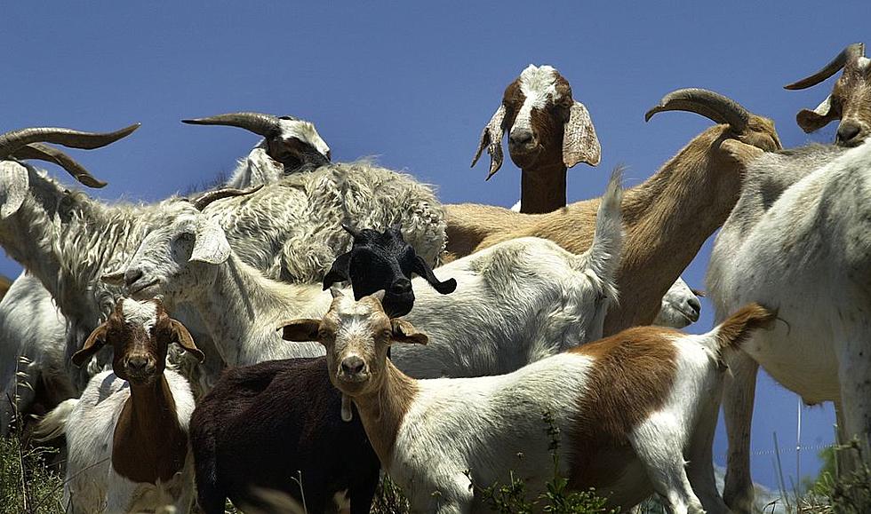 Goats Are Helping Get Rid of Invasive Species at Aquinas College