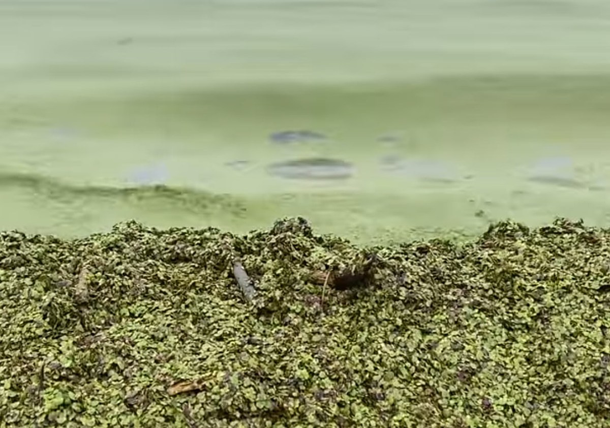 Green Algae Is A Problem In Lake Michigan