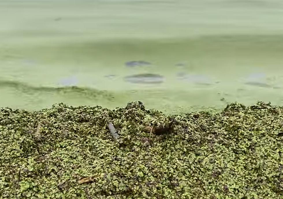 Green Algae Is Becoming A Problem In Lake Michigan