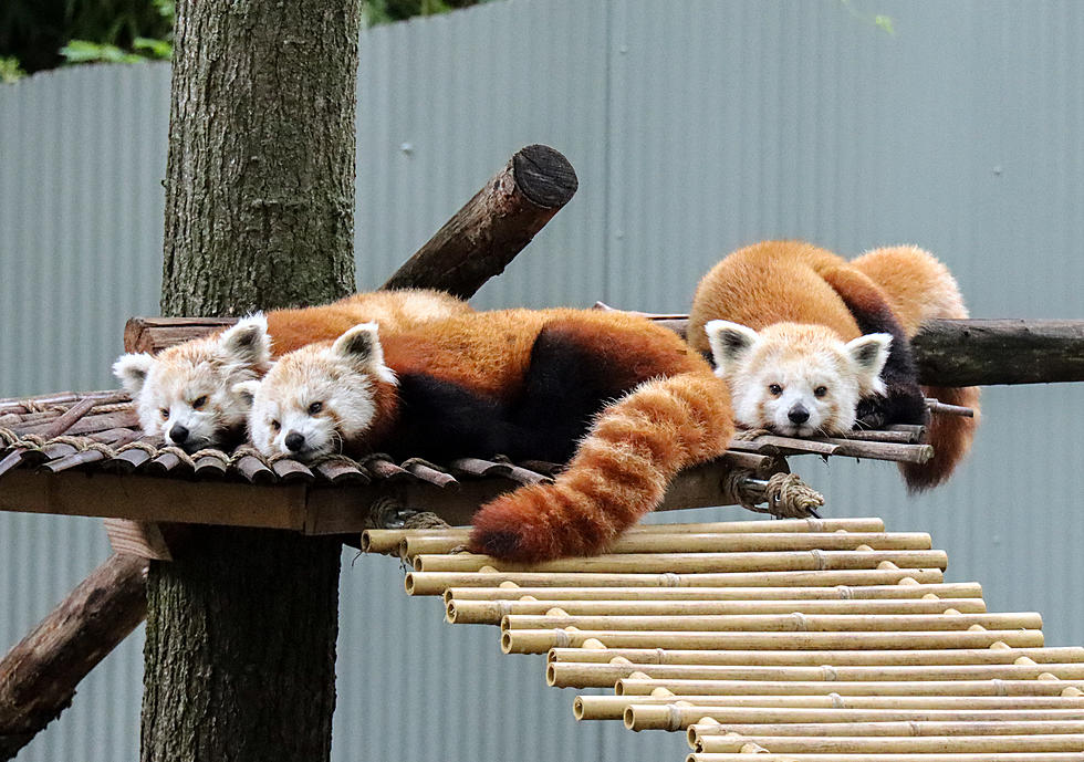See Red Panda Triplets at John Ball Zoo Before They Move to New Home