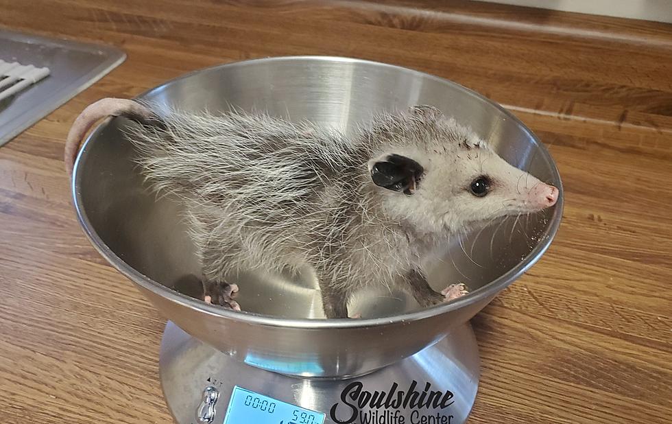 Someone in West Michigan Found a Baby Opossum in Their Toilet