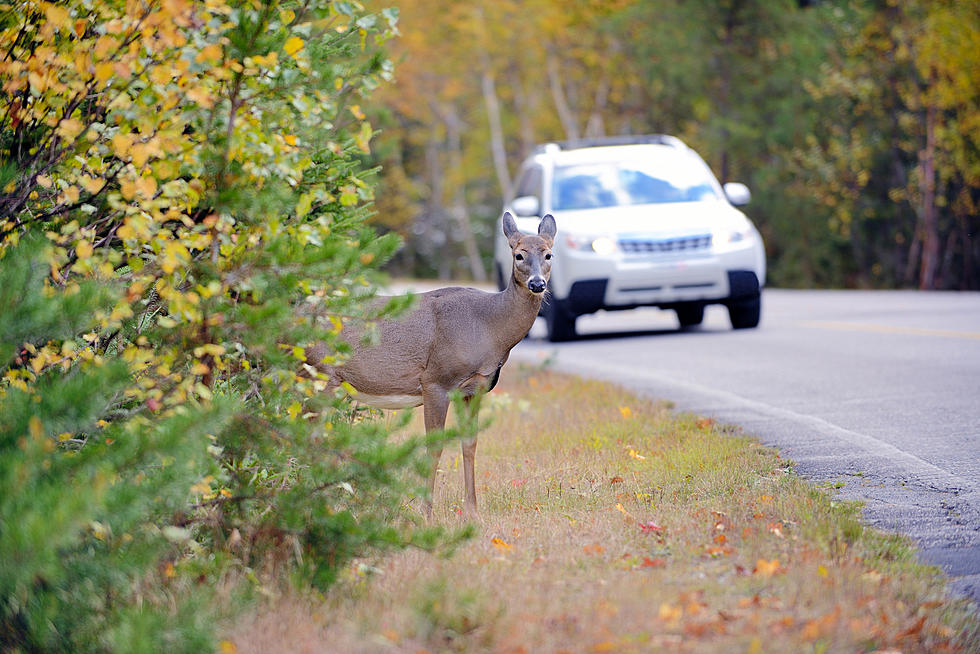 It&#8217;s The Time Of Year To Watch Out For Deer Crossing Michigan Roads