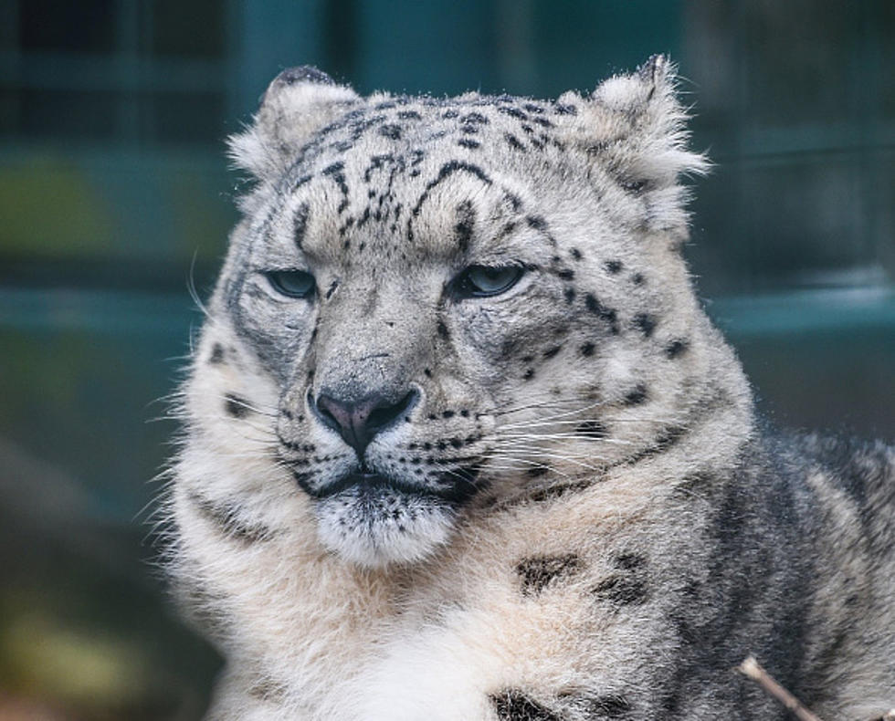 Snow Leopard At John Ball Zoo Dies