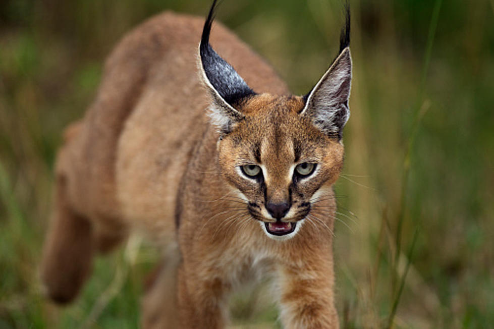 50-Pound African Cat On The Loose In Detroit Captured