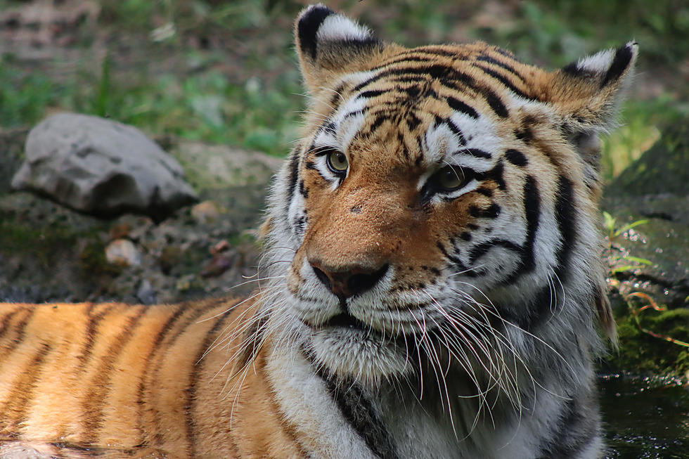 Nika The Tiger At Grand Rapids John Ball Zoo Has COVID-19