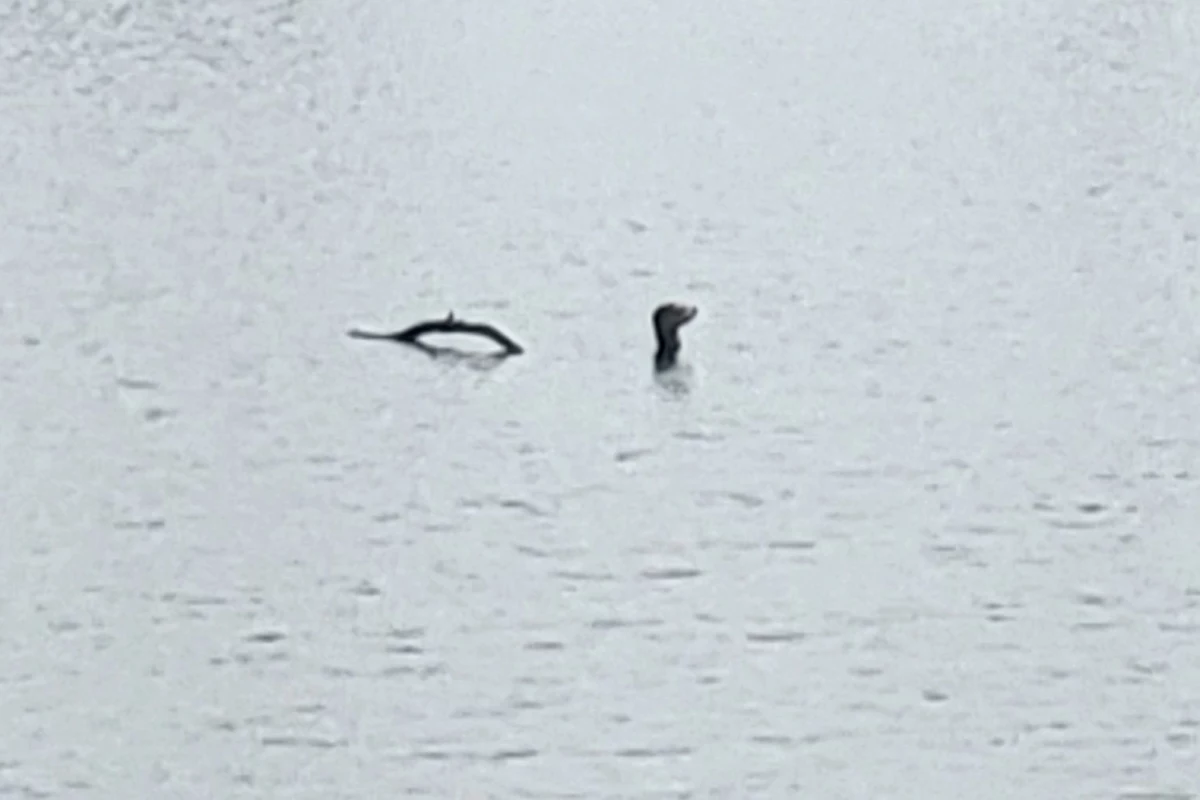 Was the Loch Ness Monster Spotted in a Michigan Swamp?