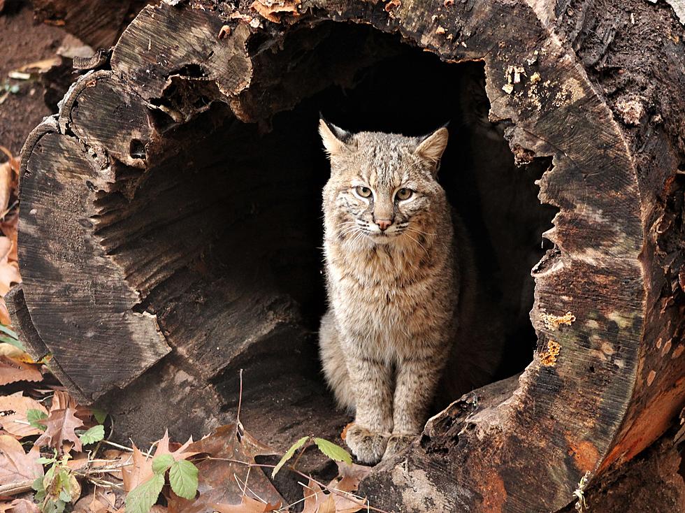 Bobcat Escapes from Grand Rapids Nature Preserve Again
