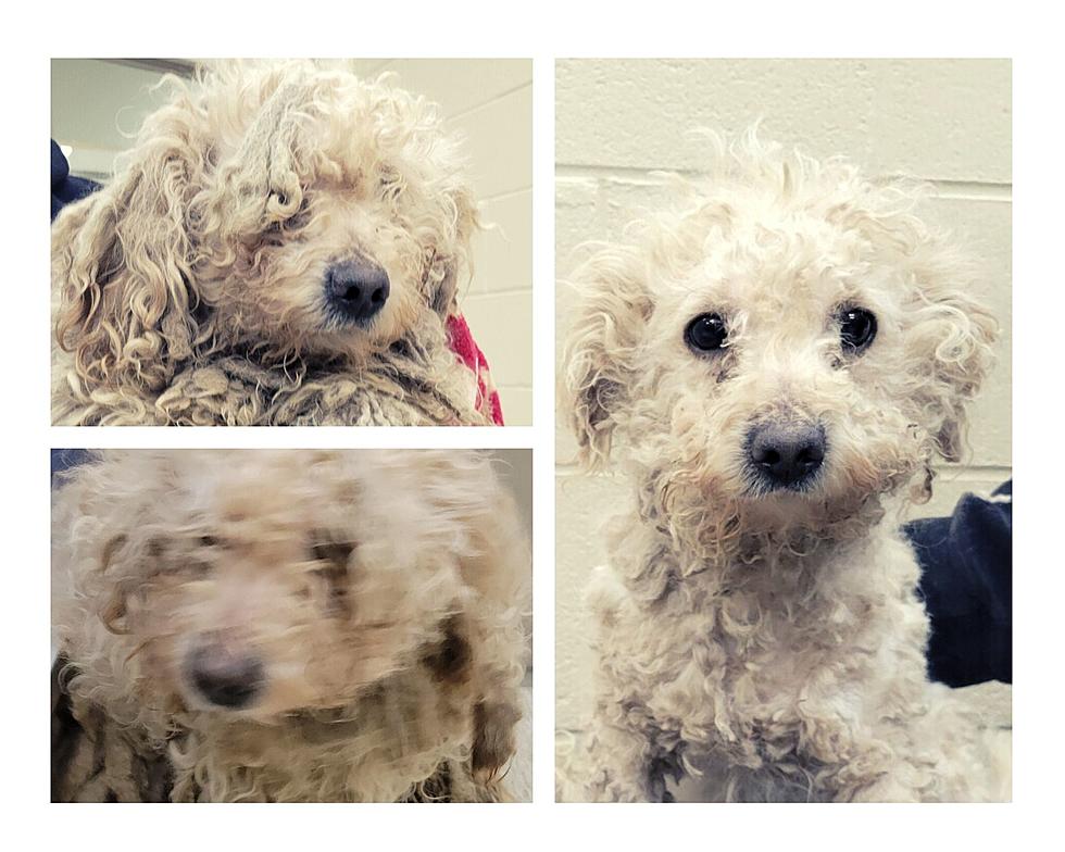 More Than a Dozen Toy Poodles Rescued From Vacant Kent County Home