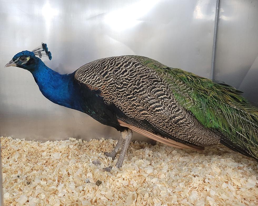 Missing a Peacock? Kent County Animal Shelter Found This Handsome Fella