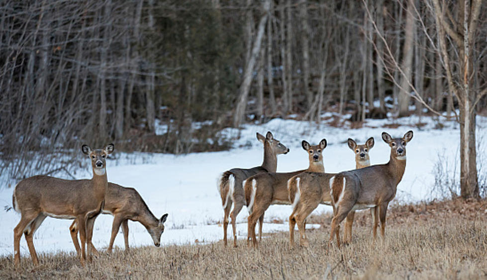 Michigan Couple Facing Charges For Allegedly Starving Dozens Of Deer To Death
