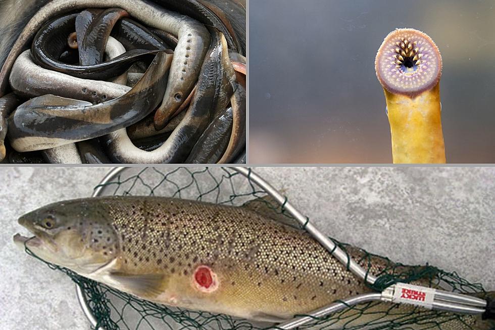 COVID-19 Pandemic May Have Inadvertently Opened the Door for Sea Lamprey