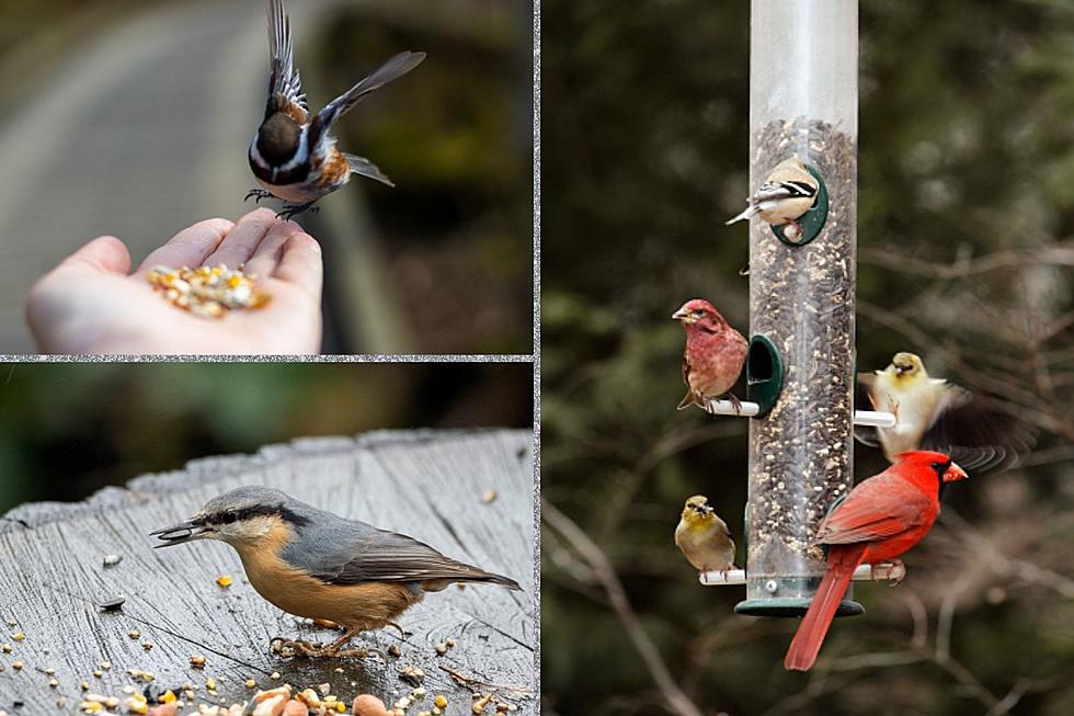Bird Flu Is So Bad DNR Is Asking You Not Use Your Bird Feeder This Year