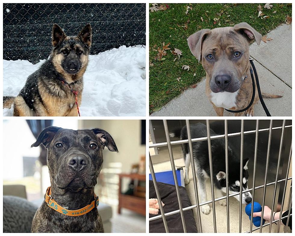 $25 Dog Adoptions at Kent County Emergency ‘Empty the Shelters’ Event Through April 16