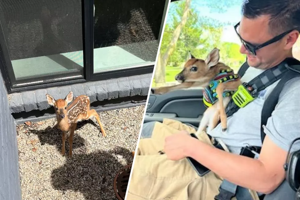 LOOK: West Michigan Fire Department Rescues Fawn From Pit