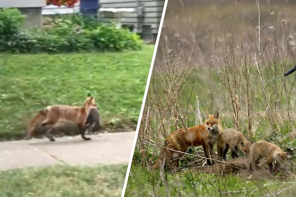 WATCH: Does Grand Rapids Have a &#8216;West Side Fox&#8217; Now&#8230; Or Multiple?