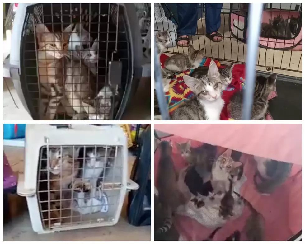 100 Cats and Kittens Rescued From Abandoned West Michigan Home