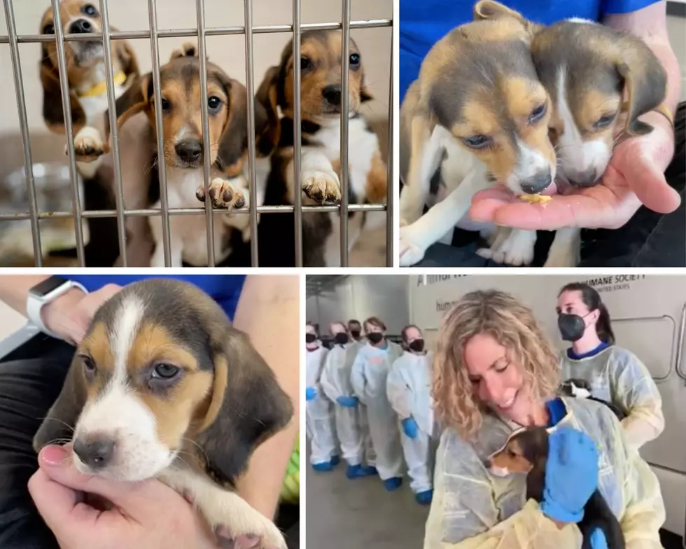 UPDATE: All 25 Beagles Rescued from Testing Facility Find Loving Homes in West MI