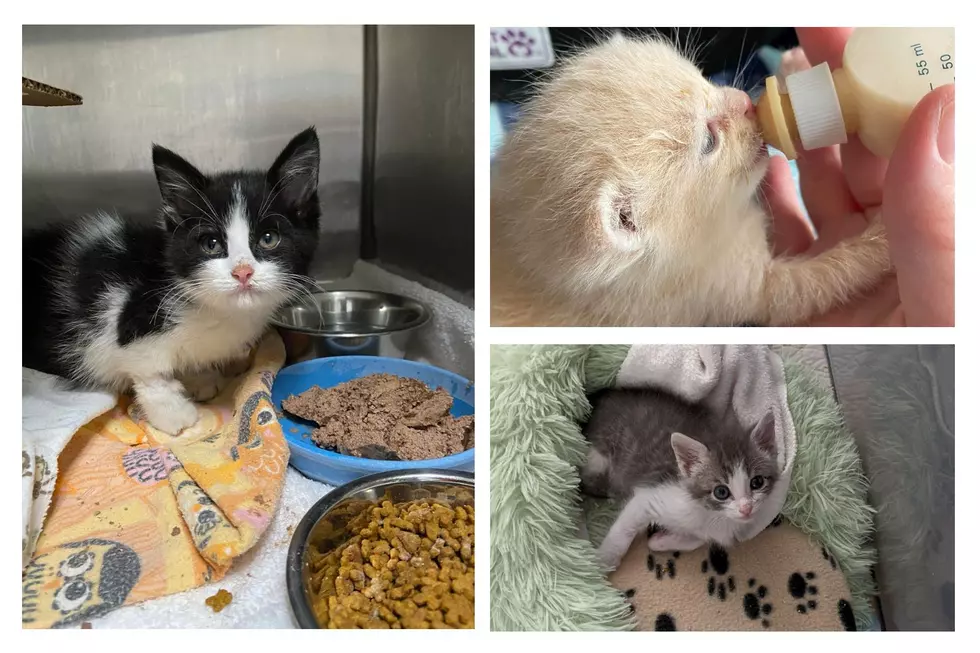 West Michigan Humane Society Needs Your Help Feeding 300 Kittens