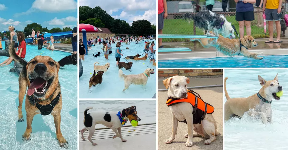 Grand Rapids Free Pool Day for Dogs Returns Next Month