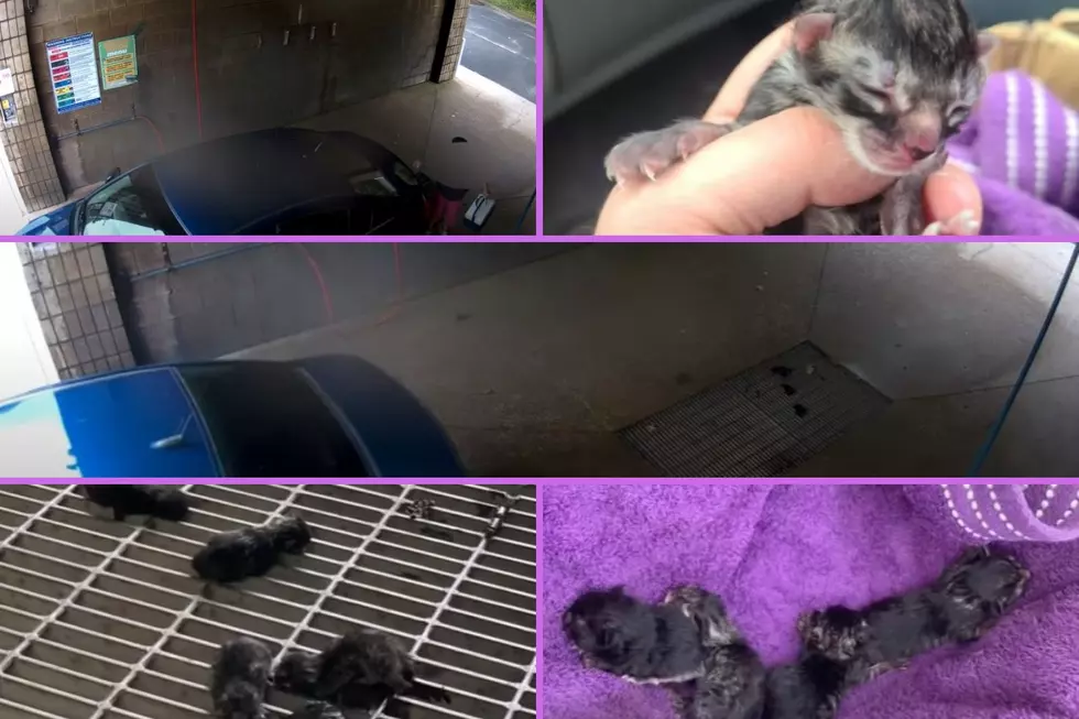 Watch Video: Woman Abandons Newborn Kittens At Muskegon Car Wash