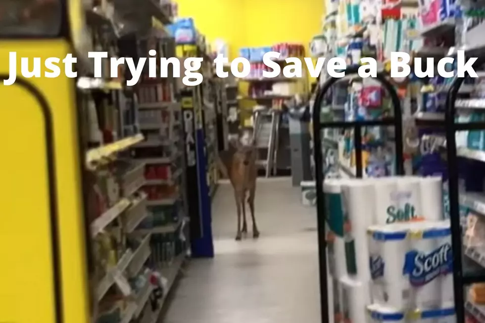 Michigan Whitetail Deer Like to Shop at Dollar General