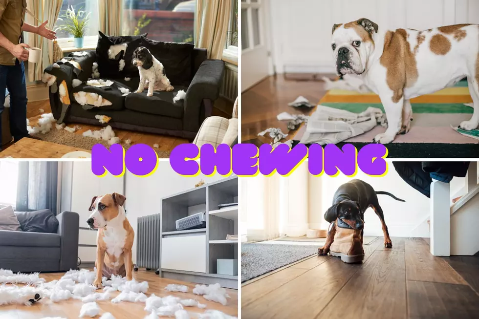 Your Dog Like Chewing? 6 Ways to Break the Habit