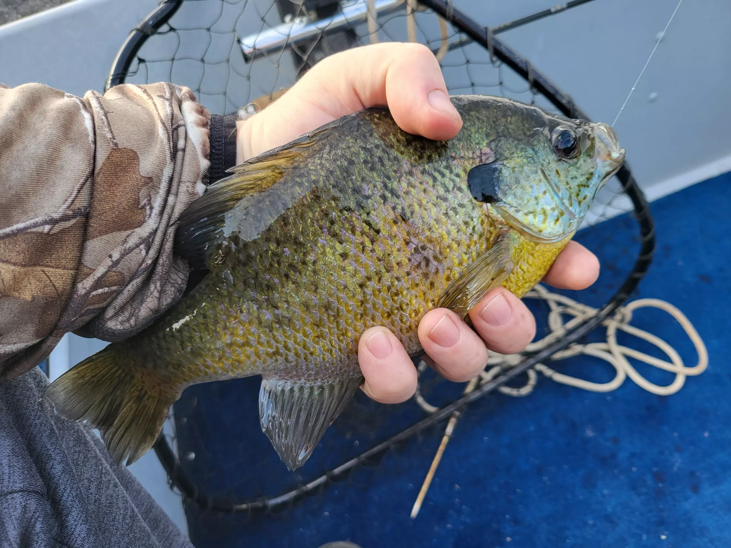 Fall Fishing Tips to Catch Big Bluegill in Michigan