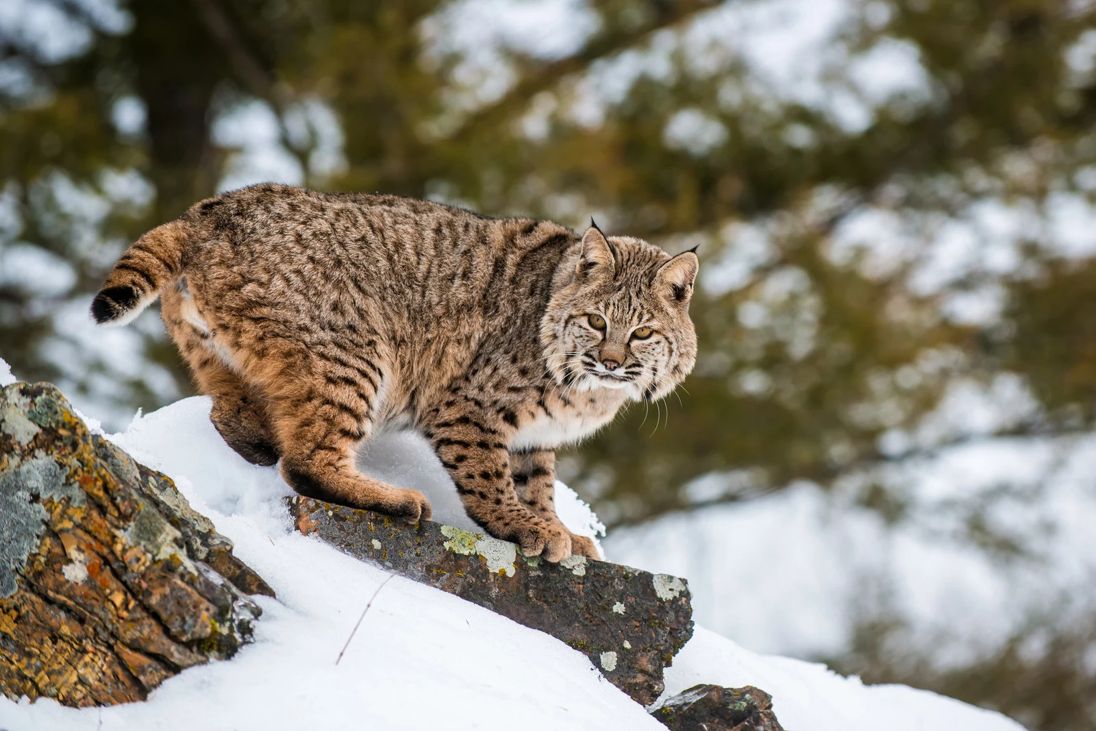 Why don't bobcats live in seemingly random parts of the coastal mid  Atlantic and Midwest? : r/geography