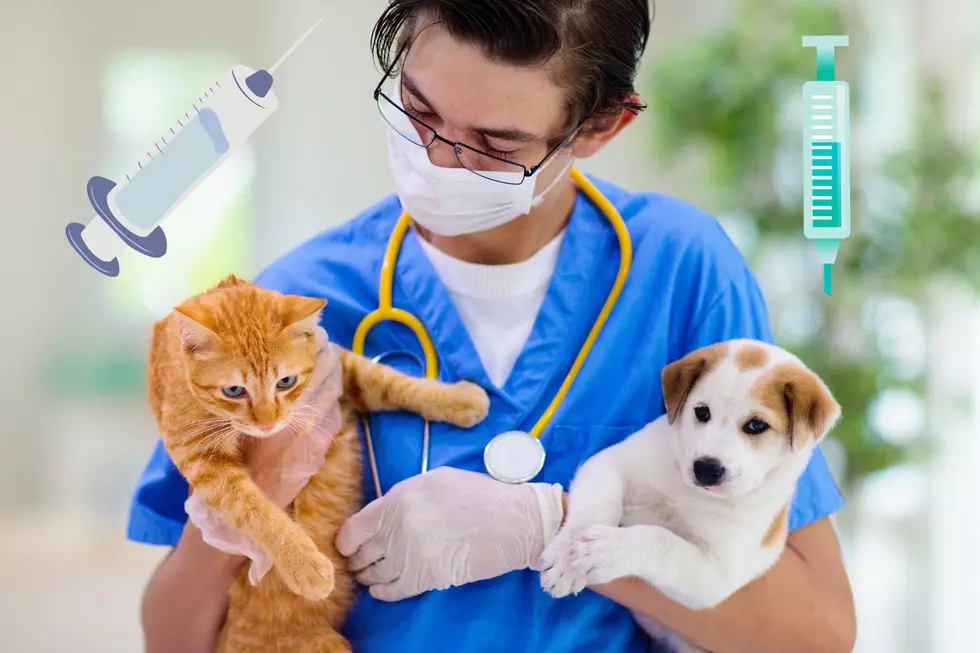 Cat or Dog That Needs Shots? Get Them Free in GR This Weekend