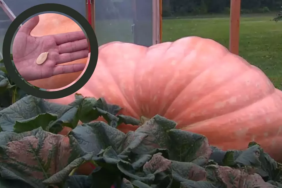 Michigan’s Great Pumpkin Has Been Picked And Could Break Records