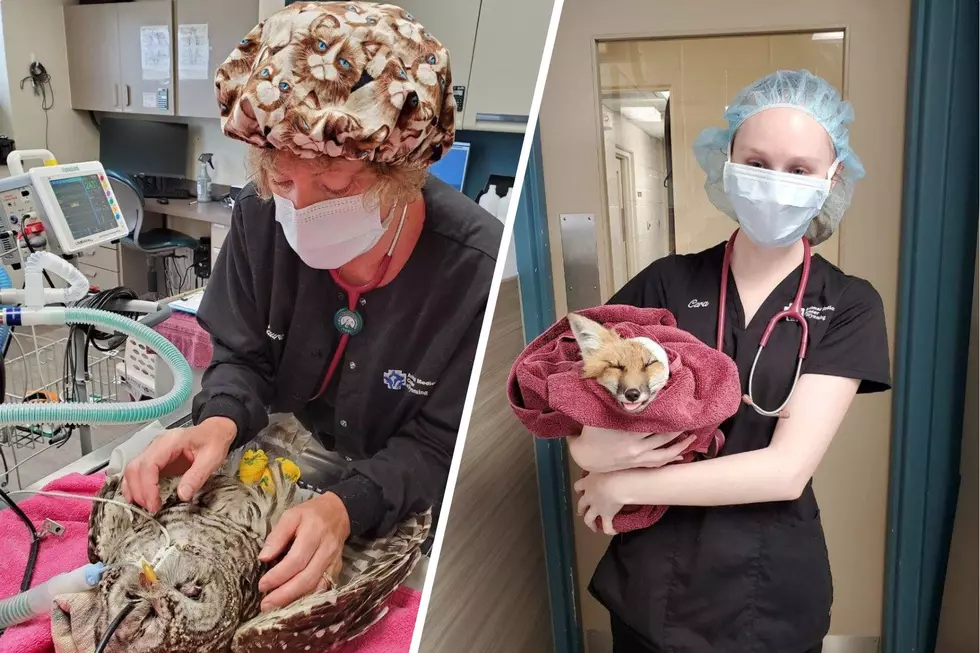 Animals rescued by WRC receiving medical care. (Wildlife Rehab Center Ltd., Facebook)