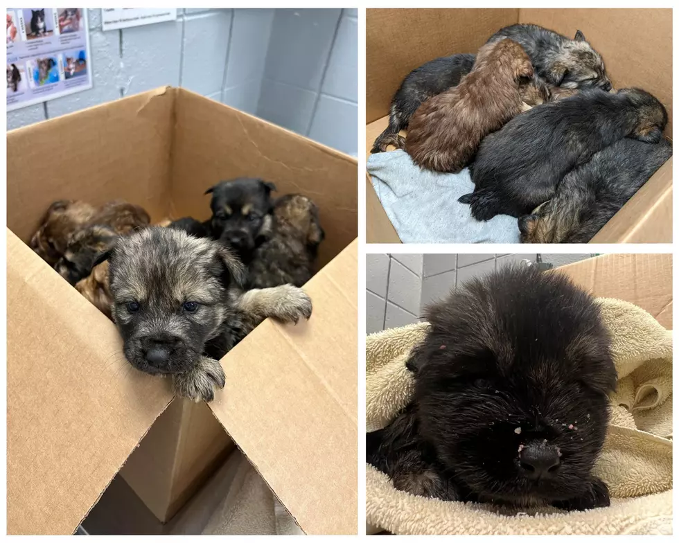 Harbor Humane Society Saves 8 Puppies Dumped on Roadside During Storm