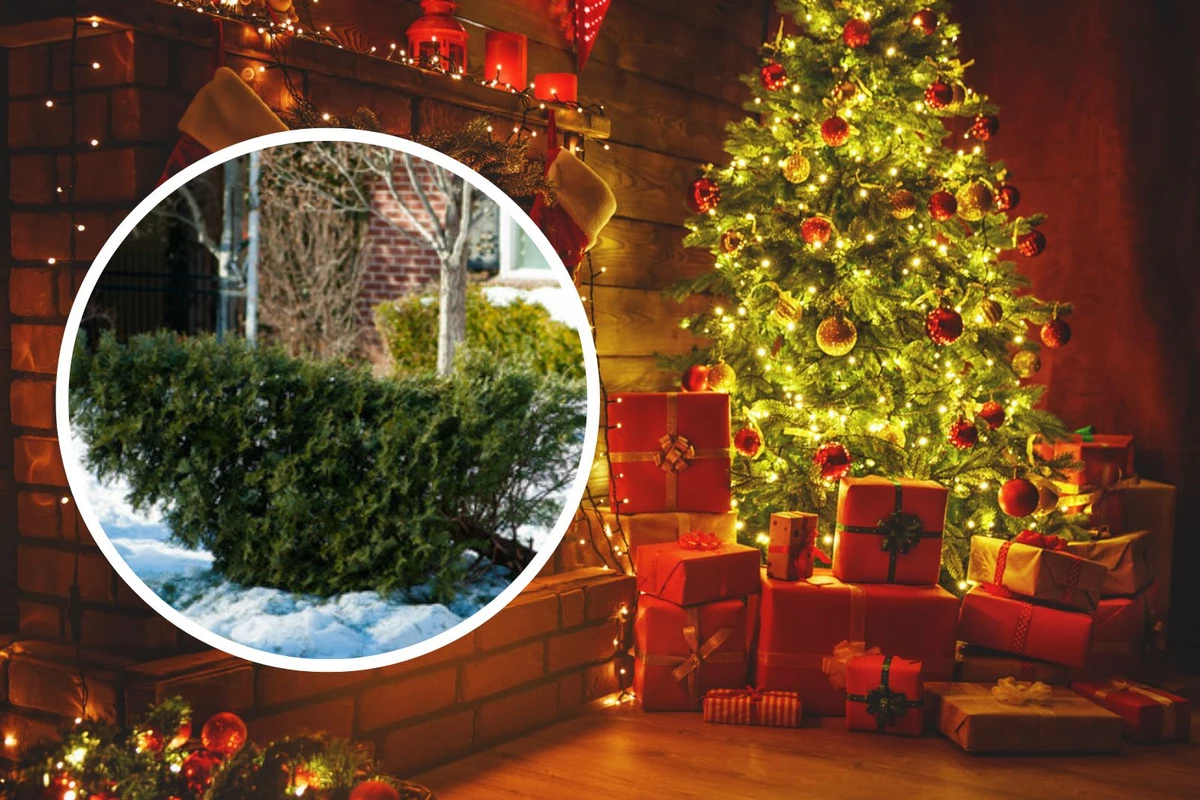 City of Grand Rapids Christmas Tree Disposal, Pickup
