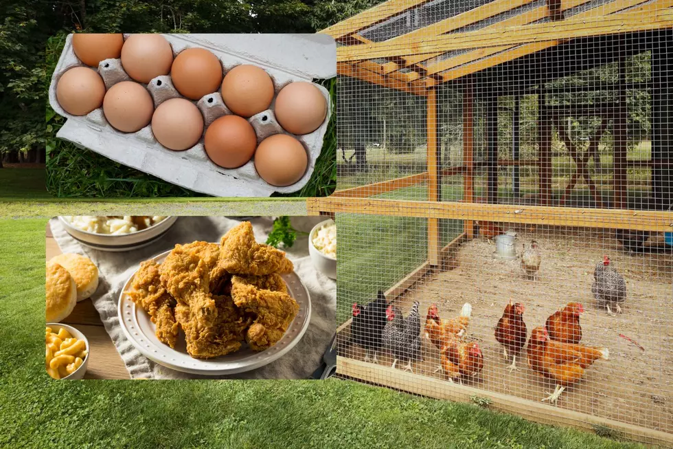 Eggs Prices Are High So Fight Back By Raising Your Own Chickens