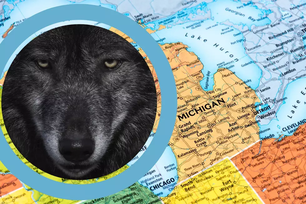 Is Michigan’s Wolf Population Growing Or Declining? Find Out Here